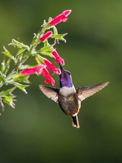 Purple-throated woodstar