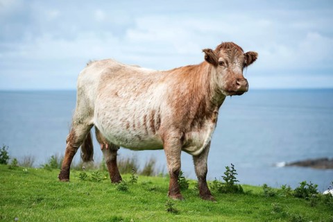 Cow