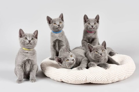 Russian Blue cats