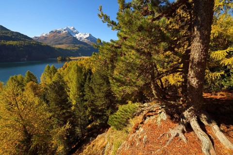 Larch forest