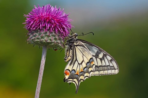 Swallowtail