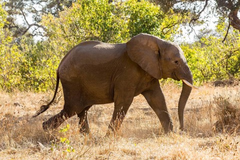 African Elephant