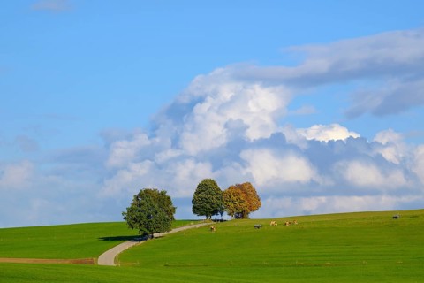 Country road through meadow landscape