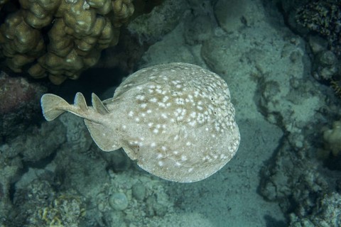 Panther Electric Ray