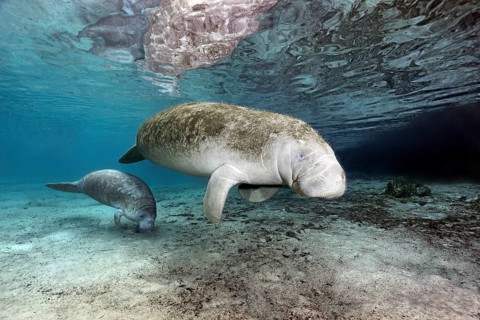 West Indian manatees