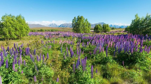Purple large-leaved lupins