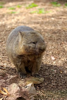 Common wombat