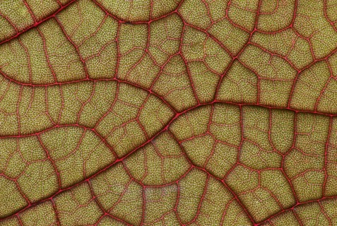 Mesh-like leaf veining