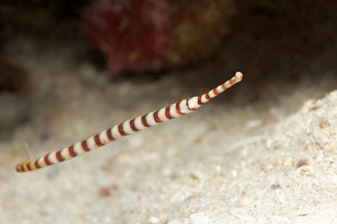 Banded pipefish