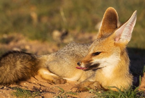 Cape Fox