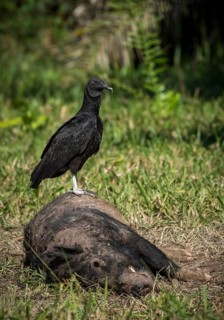 Black Vulture
