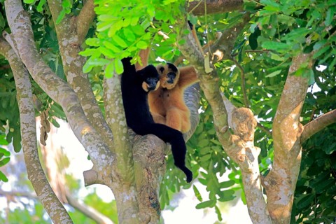 Yellow-cheeked gibbon