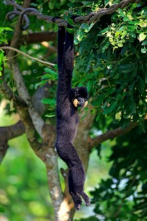 Yellow-cheeked gibbon