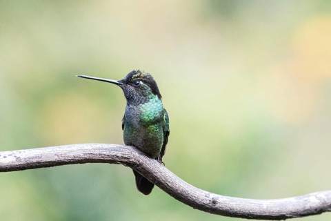 Magnificent Hummingbird