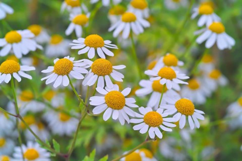 Feverfew