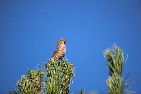Common crossbill