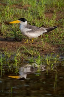 Large-billed tern