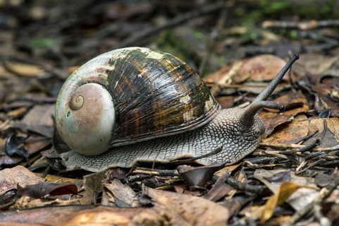 Helicophanta