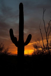Saguaro
