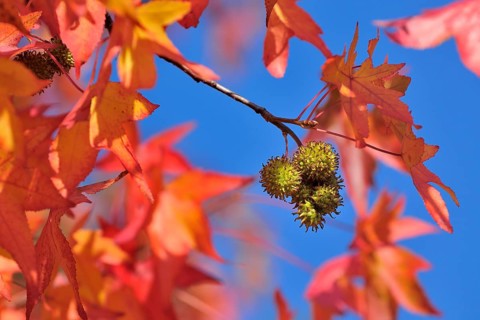 American sweetgum
