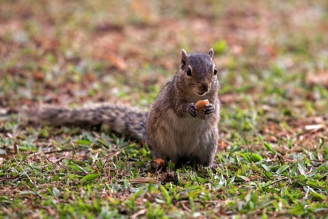 Palm squirrel