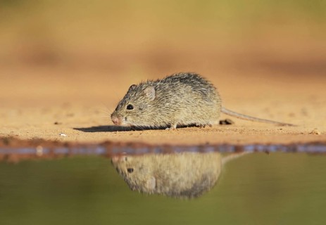 Hispid Cotton Rat