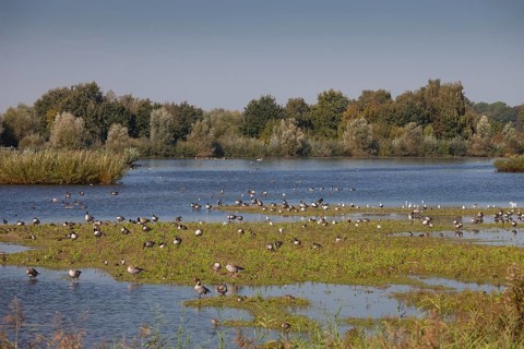 Birds and geese