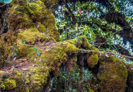 Moss covered trees and branches