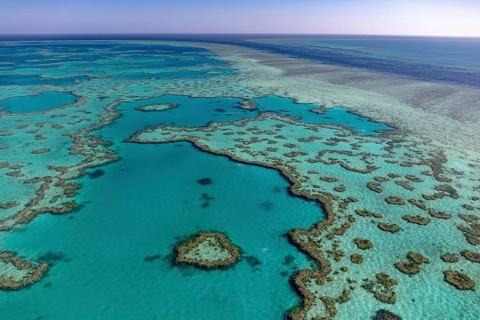 Coral Reef