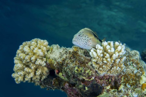 Black-sided hawkfish