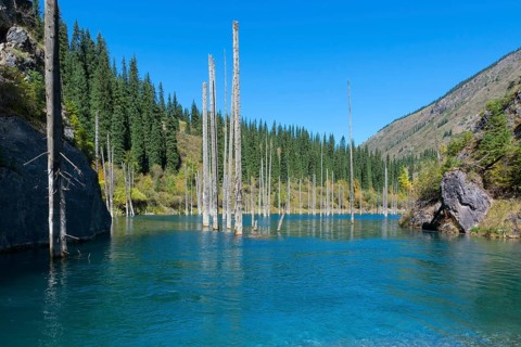 Dead trunks of Picea schrenkiana pointing out of water in Kaindy lake or Submerged Forest