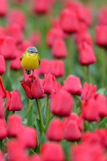 Yellow wagtail