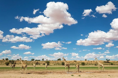 Southern Giraffes