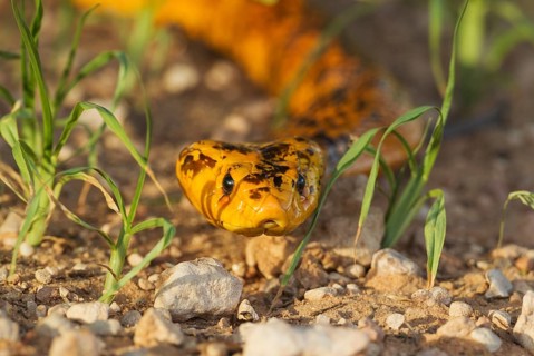 Cape Cobra