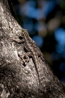 Amazon lava lizard