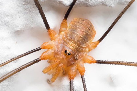 Harvestman