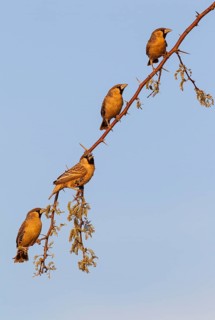Sociable Weaver