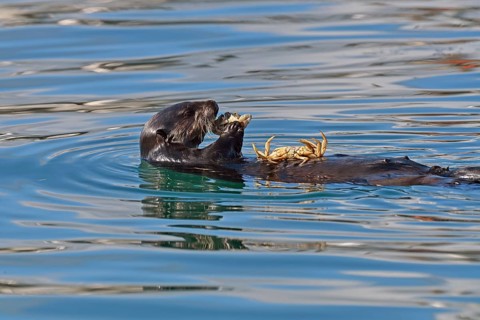 Sea otters