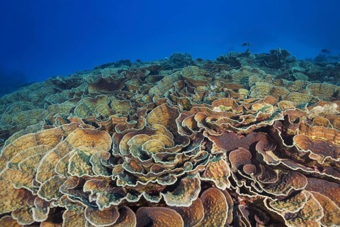 Stony Coral