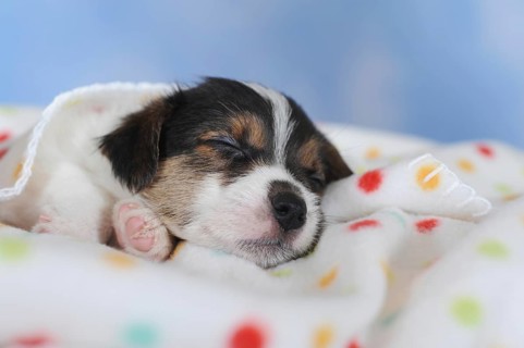 Jack Russell Terrier