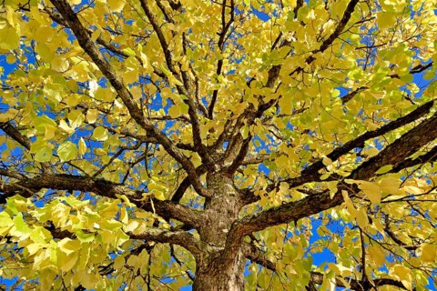 Turkish Hazel