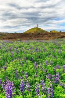 Nootka lupins