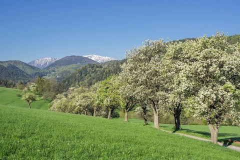 Row of flowering pear trees