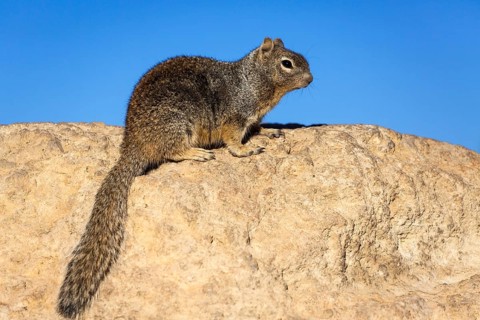 Rock squirrel