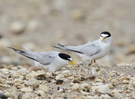 Least Tern