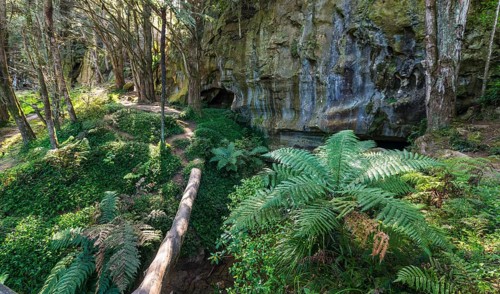 Forest with ferns