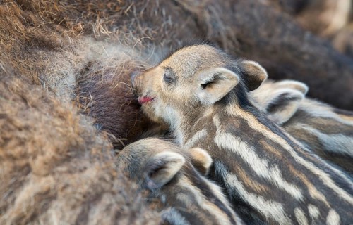 Wild boar