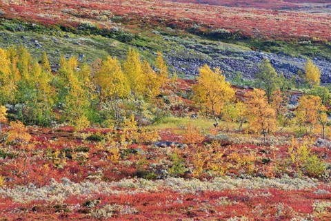 Fell landscape