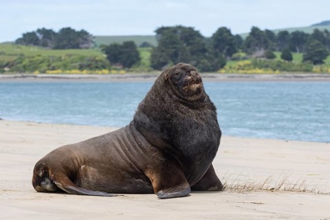 New Zealand sea lion