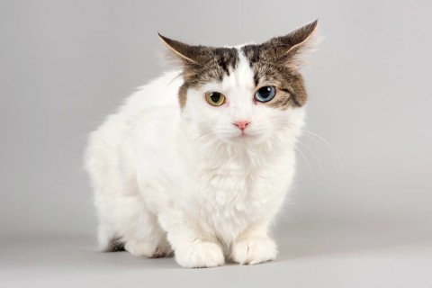 Pedigree cat Cymric